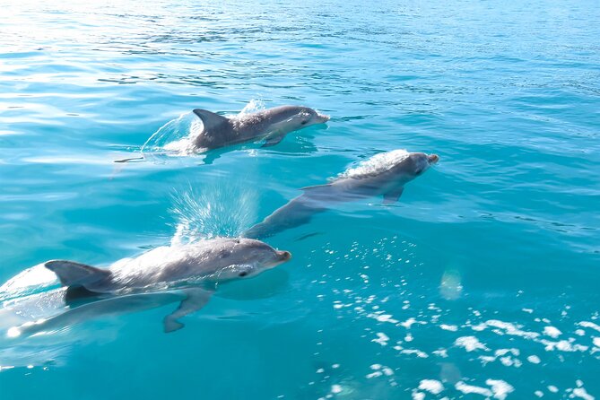 Kangaroo Island - Swim with Dolphins/Seals/Coastal Snorkel - Cold water, strong currents, and the right level of fitness
