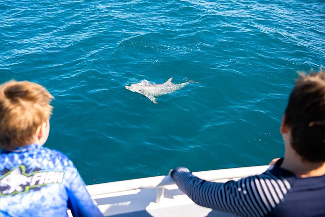 Kangaroo Island - Swim with Dolphins/Seals/Coastal Snorkel - When seals are a better goal than dolphins