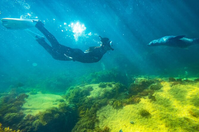 Kangaroo Island - Swim with Dolphins/Seals/Coastal Snorkel - Finding the seals along Kangaroo Island’s coast