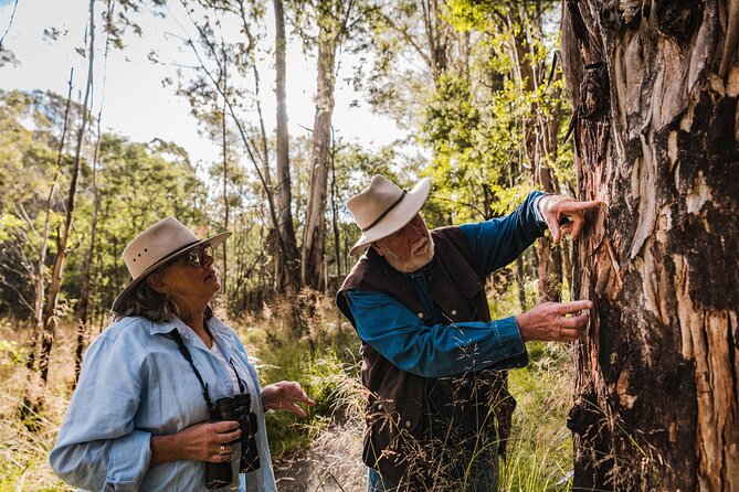 Kangaroos and Koala Experience Tour - Key points to know before booking