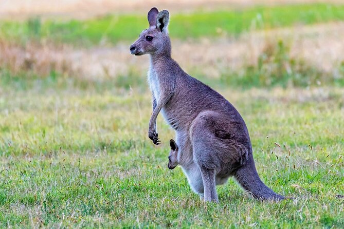 Kangaroos and Koala Experience Tour - Koalas in an enclosure, plus a chance of wild platypus