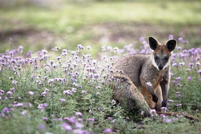 Kangaroos and Koala Experience Tour - Guides who add more than basic commentary