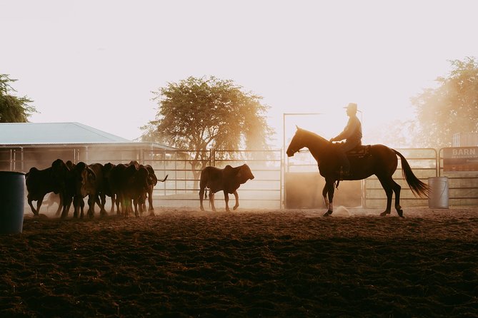 Katherine Outback Experience Show Ticket - The young horse demonstration is the heart of the show