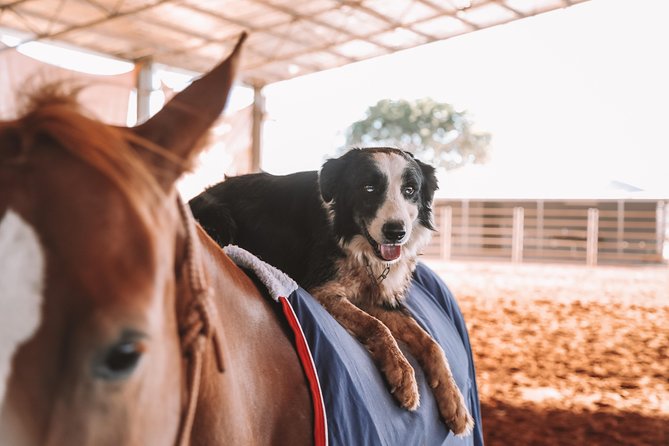 Katherine Outback Experience Show Ticket - Is the $60.25 ticket good value?