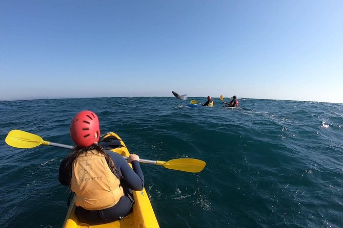 Kayaking with Dolphins in Byron Bay Guided Tour - What the $63.83 price buys you
