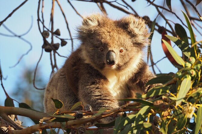 Koala Walking Tour in Kangaroo Island - Key points to know before you book