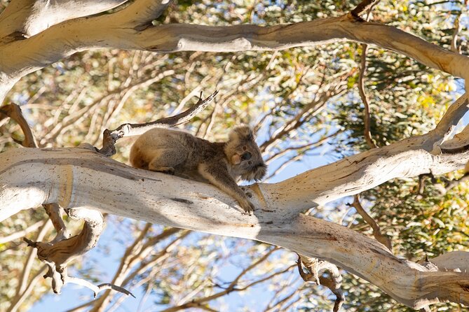 Koala Walking Tour in Kangaroo Island - A close look at the 1-hour-50-minute route