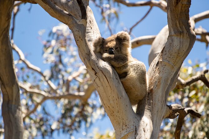Koala Walking Tour in Kangaroo Island - Who will enjoy this Kangaroo Island walk