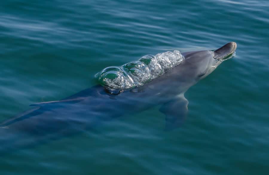 Koombana Bay: Dolphin Eco Cruise - Key points to know before you book