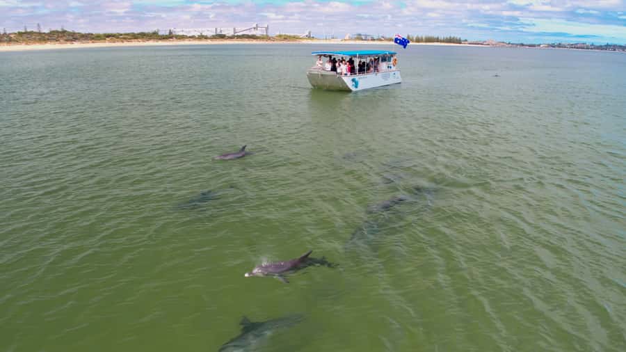 Koombana Bay: Dolphin Eco Cruise - Why Koombana Bay is a good place for dolphin watching