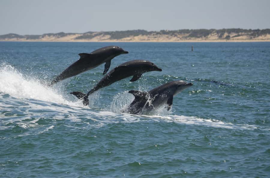 Koombana Bay: Dolphin Eco Cruise - Boarding a boat built for clear views