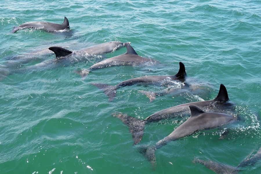 Koombana Bay: Dolphin Eco Cruise - What you may see the dolphins doing
