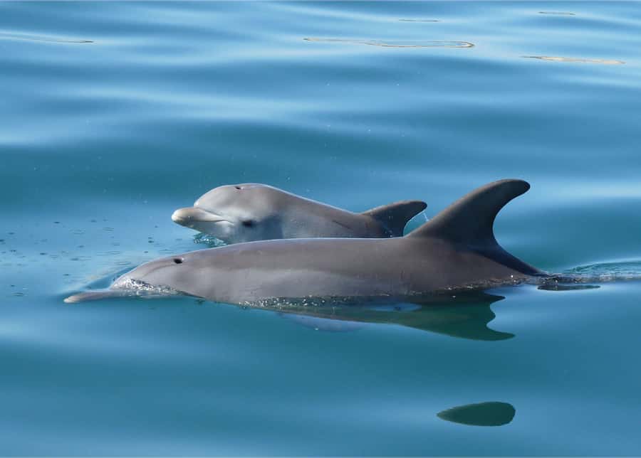 Koombana Bay: Dolphin Eco Cruise - Commentary that adds more than dolphin facts