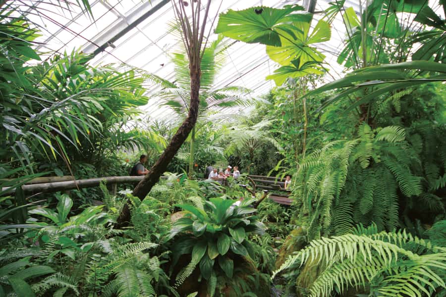 Kuranda: Australian Butterfly Sanctuary - Key points to know before you go