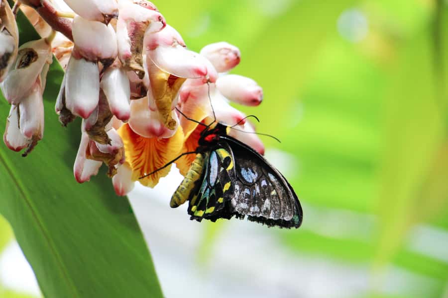 Kuranda: Australian Butterfly Sanctuary - Practical tips for a better visit
