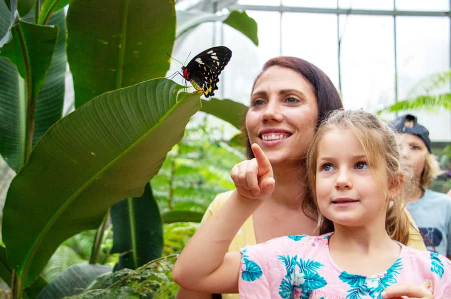 Kuranda: Australian Butterfly Sanctuary - Following the butterfly life cycle in the laboratory