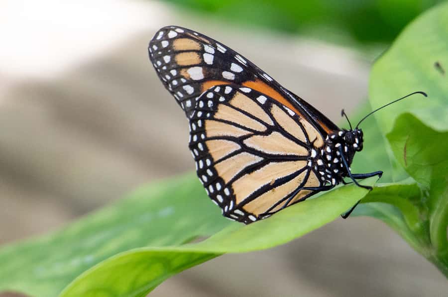 Kuranda: Australian Butterfly Sanctuary - Taking the free guided tour