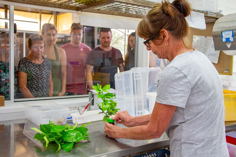Kuranda: Australian Butterfly Sanctuary - The museum and gift shop