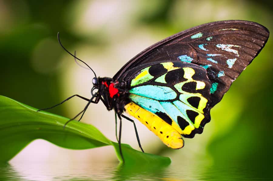Kuranda: Australian Butterfly Sanctuary - Meeting the green Cairns Birdwing