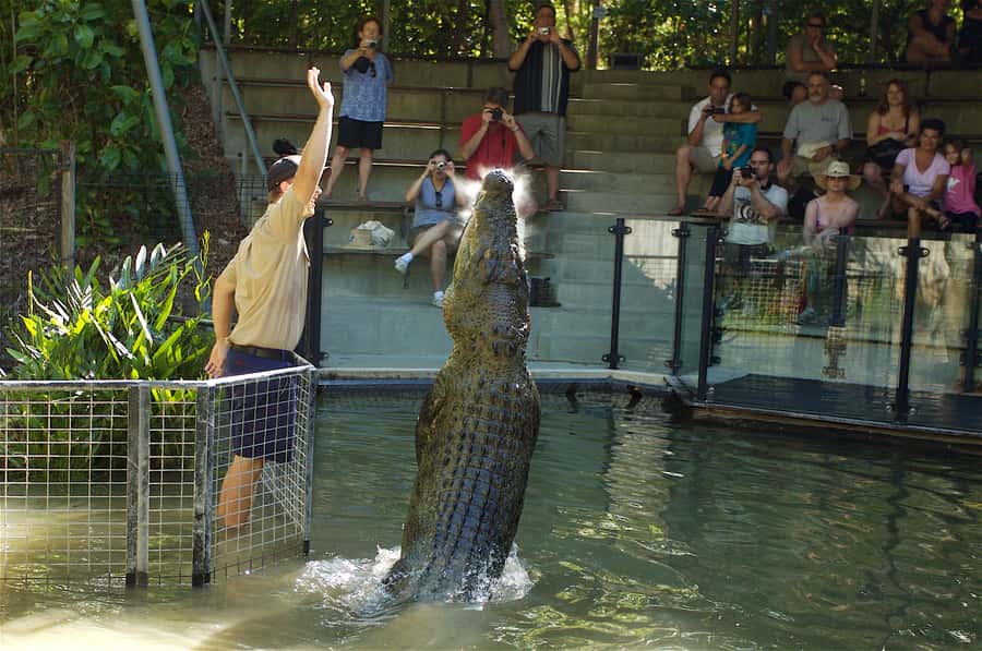 Kuranda & Hartley's Crocodile Adventures - Kuranda Scenic Rail makes the morning memorable