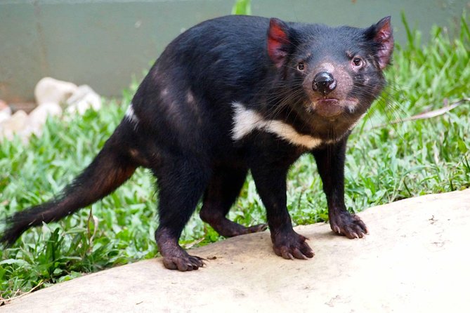 Kuranda Highlights including Rainforestation Aboriginal Culture and Wildlife R1B - What this Kuranda day actually delivers