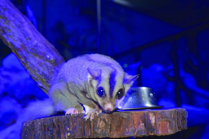 Kuranda Koala Gardens and Birdworld Admission Tickets - Birdworld Kuranda: free-flying birds at close range