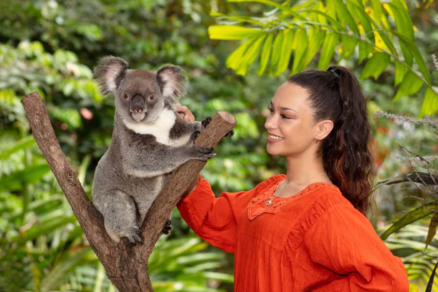 Kuranda Koala Gardens Park Entry - What the $15 admission gets you