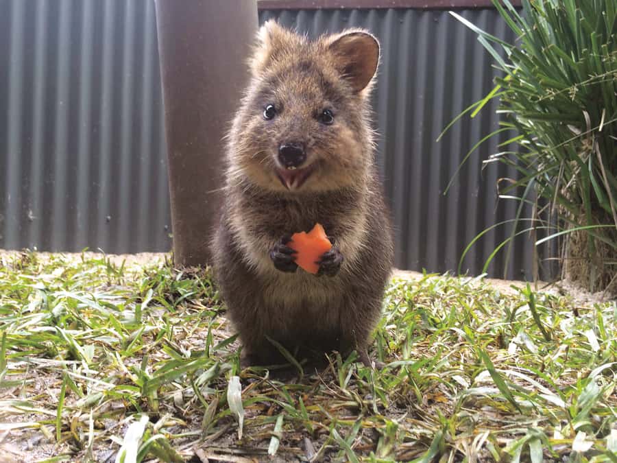 Kuranda Koala Gardens Park Entry - Meeting Australia’s smaller and stranger animals
