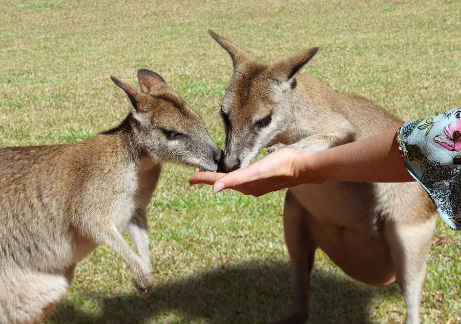 Kuranda: Rainforestation Nature Park - Is Rainforestation worth $41?