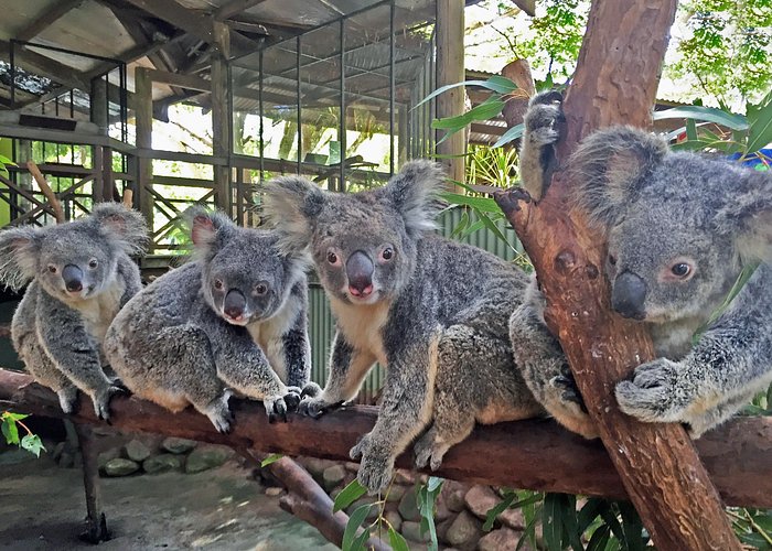 Kuranda Rainforestation Nature Park Ticket (BNP) - Getting there from Cairns and Kuranda