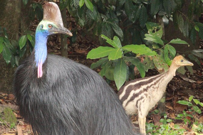 Kuranda Riverboat Sightseeing Cruise - Why the 45-minute length works