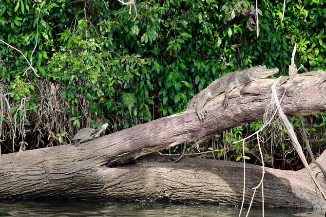 Kuranda Riverboat Sightseeing Cruise - The price and what you receive