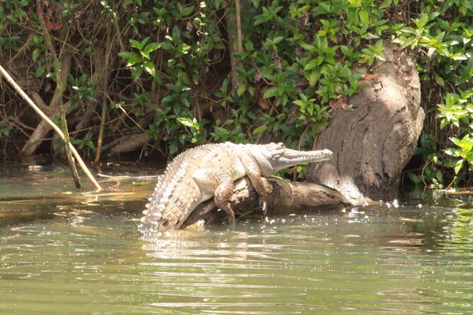 Kuranda Riverboat Sightseeing Cruise - Planning your time at the Kuranda landing