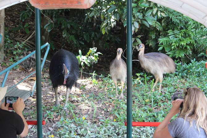 Kuranda Riverboat Sightseeing Cruise - My booking advice