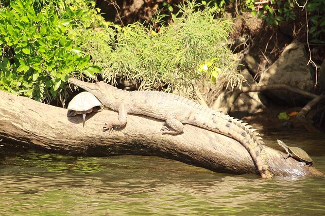 Kuranda Riverboat Sightseeing Cruise - What you may see along the Barron River