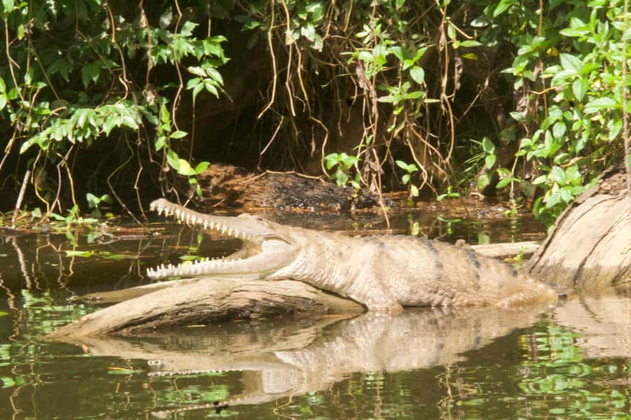 Kuranda: Riverboat Tour - Why the guide can make or break the trip