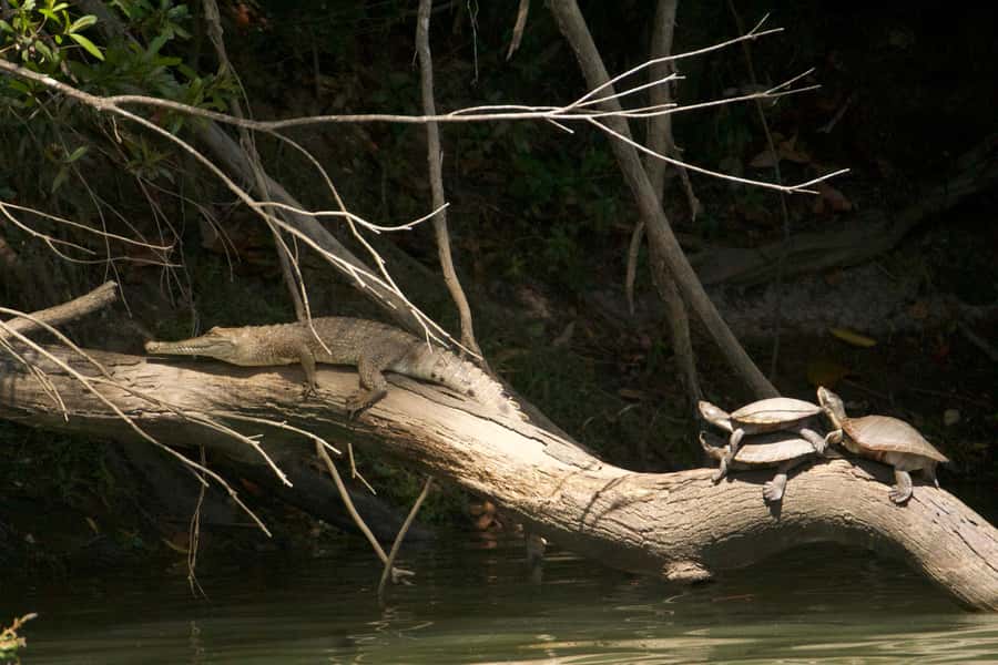 Kuranda: Riverboat Tour - Best for families, photographers, and a relaxed afternoon