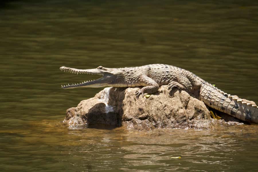 Kuranda: Riverboat Tour - How this fits into a Kuranda day