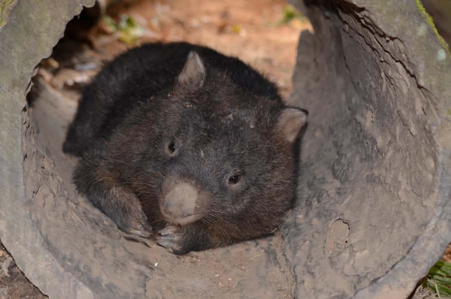 Kuranda Wildlife Experience: Koalas, Birds & Butterflies - Start at Kuranda Koala Gardens