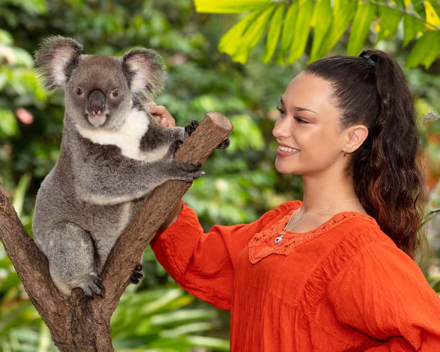 Kuranda Wildlife Experience: Koalas, Birds & Butterflies - Birdworld’s rainforest flight path