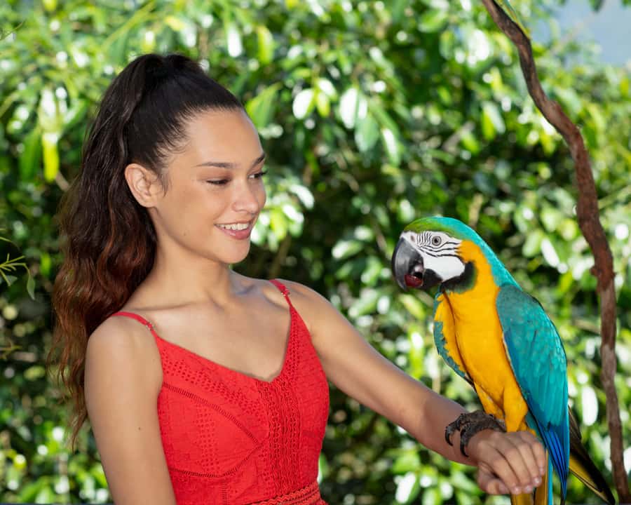 Kuranda Wildlife Experience: Koalas, Birds & Butterflies - The Australian Butterfly Sanctuary