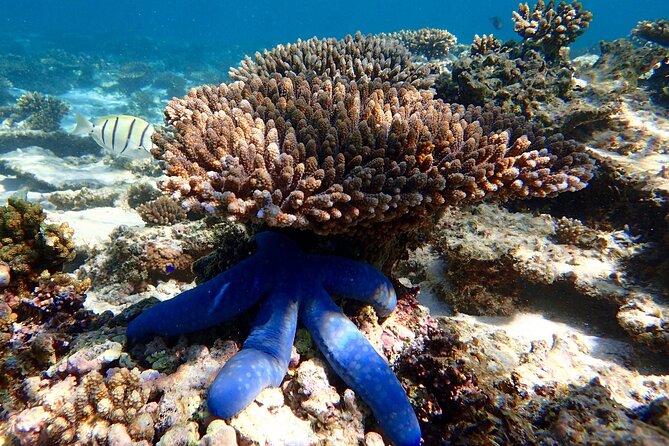 Lagoon Explorer - Ningaloo Reef Full-Day Kayaking and Snorkeling Adventure - Morning tea, lunch, and the value of the day