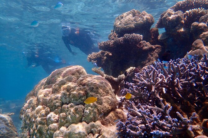 Lagoon Explorer - Ningaloo Reef Full-Day Kayaking and Snorkeling Adventure - Sun, water, and what you need to bring