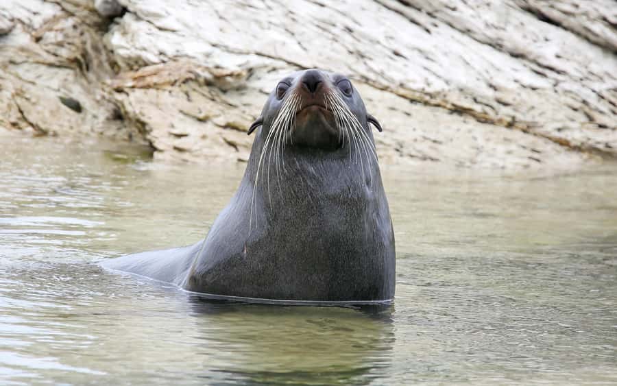 Launceston: 4-Hour Batman Bridge Luncheon Cruise - Comfort, weather, and group size