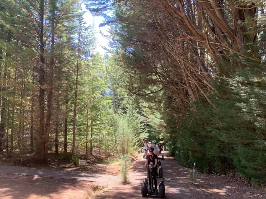 Launceston: Hollybank Forest Guided Segway Tour with Photos - Key points at a glance