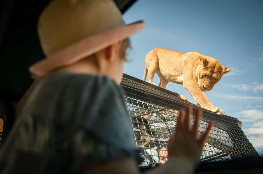 Lions 360 Experience and a Day at Monarto Safari Park - Key points at a glance