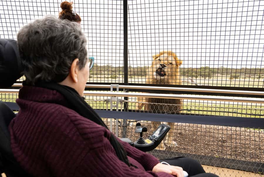 Lions 360 Experience and a Day at Monarto Safari Park - Why the Lions 360 view feels so close