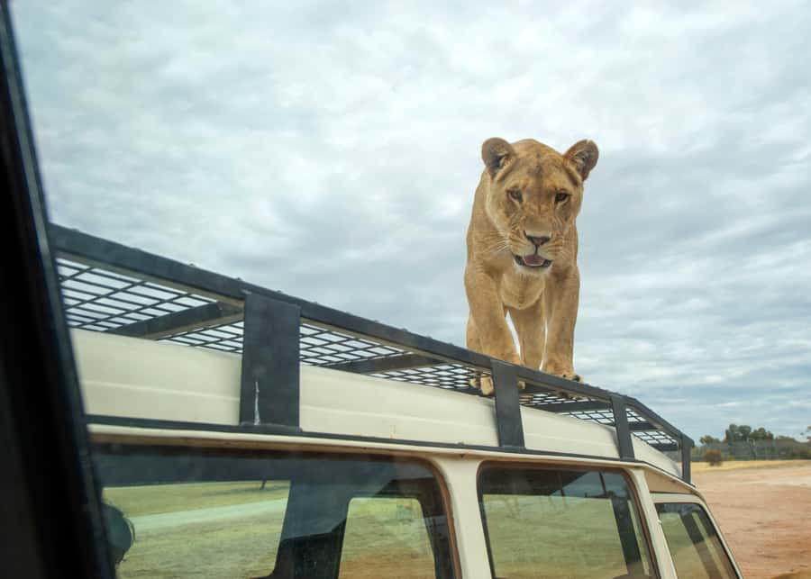 Lions 360 Experience and a Day at Monarto Safari Park - Making a day of Monarto Safari Park
