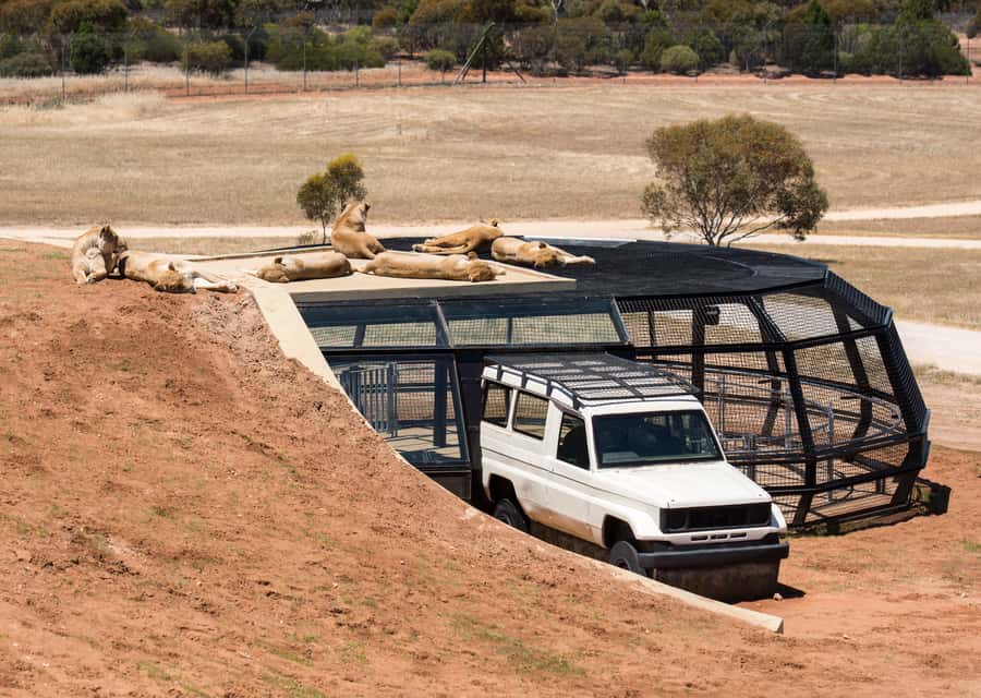 Lions 360 Experience and a Day at Monarto Safari Park - The conservation message behind the encounter