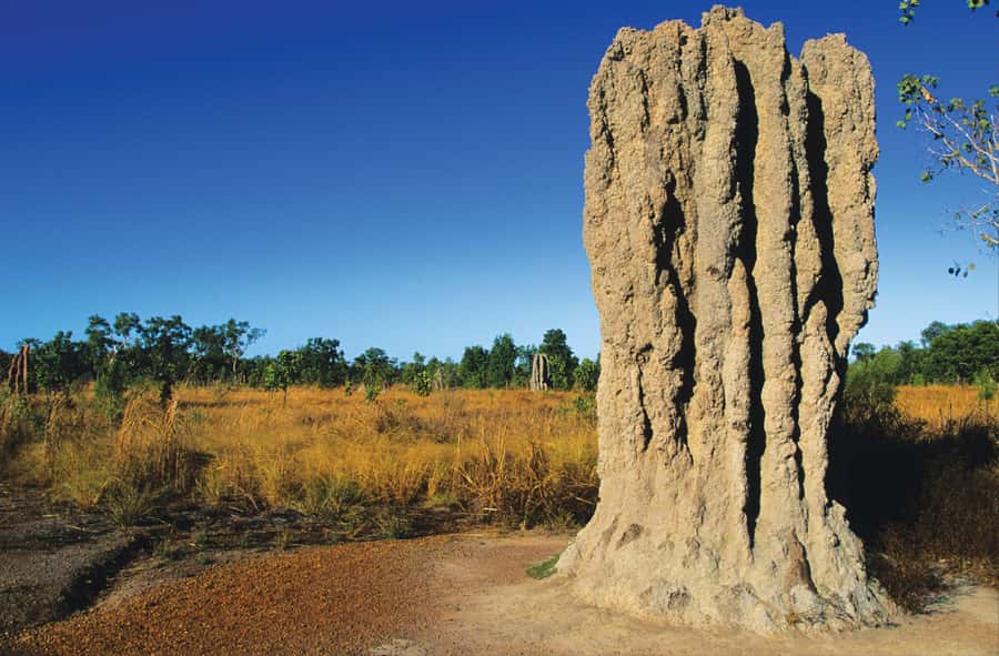 Litchfield National Park: Full-Day & Lunch from Darwin - Termite mounds: the first strange sight